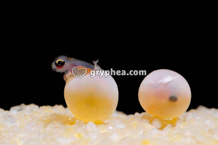 Truite - Eclosion de l'oeuf (début) - gryphea.com